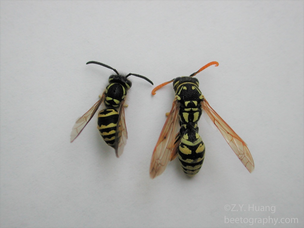 Yellowjacket-and-paper wasp